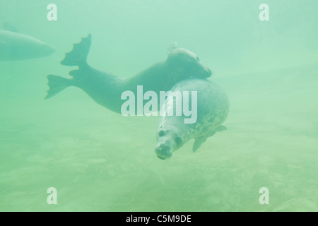 zwei graue Dichtungen - schwimmen / Halichoerus Grypus Stockfoto