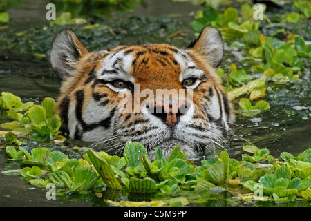 Sibirischer Tiger im Zoo - schwimmen Stockfoto