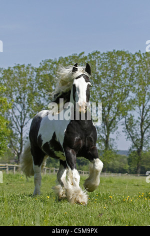 Tinker Pony Pferd auf der Wiese Stockfoto