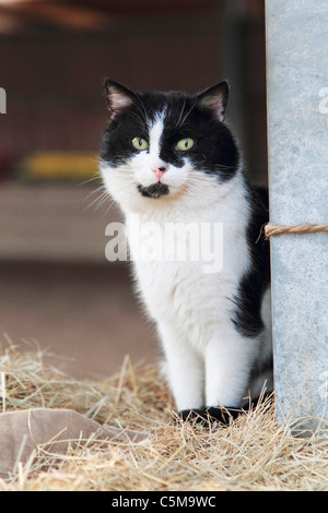 Hauskatze. Schwarz-weiß-Erwachsenen sitzen auf Stroh Stockfoto