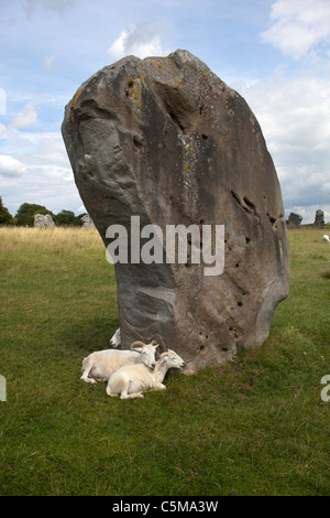 Schafe auf den Steinkreis von Avebury Stockfoto