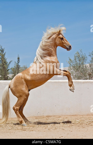 Barb Pferd. Palomino Hengst Aufzucht vor einer Wand. Tunesien Stockfoto