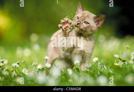 Birmanische Katze - Kätzchen spielen mit grass Stockfoto