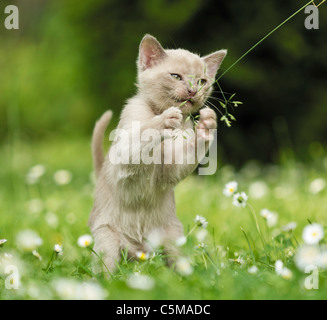 Birmanische Katze. Kätzchen spielen mit grass Stockfoto