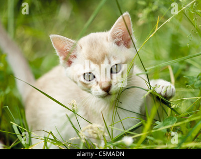 Burmese Cat. Kätzchen auf einer Wiese, spielen mit Gras Stockfoto