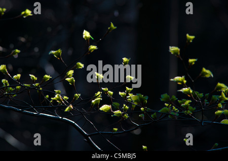 Junge Triebe von Buche, Fagus, im Gegenlicht Stockfoto