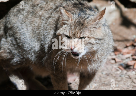 Europäische Wildkatze, Felis Silvestris, in seinem Hoheitsgebiet Stockfoto