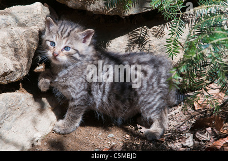 Junge Europäische Wildkatze, Felis Silvestris, Erkundung der Umgebung Stockfoto