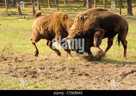 Eurasische Bison Bison Bonasus kämpfen Stockfoto