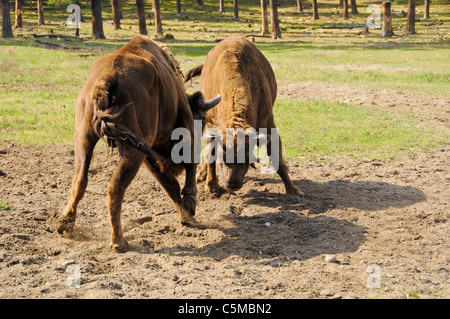 Eurasische Bison Bison Bonasus kämpfen Stockfoto