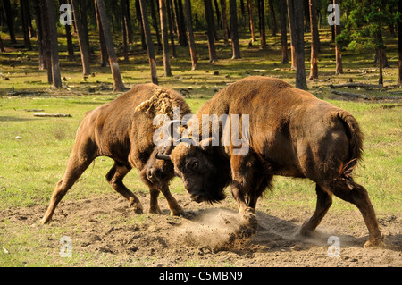 Eurasische Bison Bison Bonasus kämpfen Stockfoto