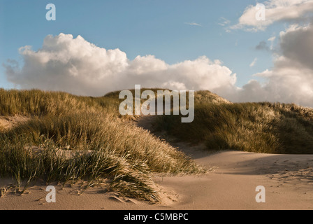 Europäische Dünengebieten Grass, Ammophila Arenaria, auf einer Düne in der Nähe der Nordseestrand, Dänemark Stockfoto