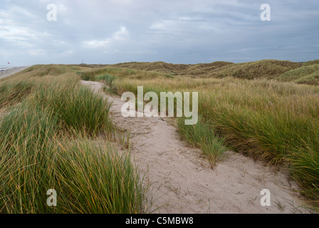 Europäische Dünengebieten Grass, Ammophila Arenaria, auf einer Düne in der Nähe der Nordseestrand, Dänemark Stockfoto