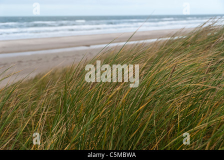 Europäische Dünengebieten Grass, Ammophila Arenaria, auf einer Düne in der Nähe der Nordseestrand, Dänemark Stockfoto