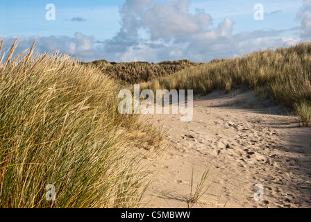Europäische Dünengebieten Grass, Ammophila Arenaria, auf einer Düne in der Nähe der Nordseestrand von Vejers Strand in Jütland, Dänemark Stockfoto