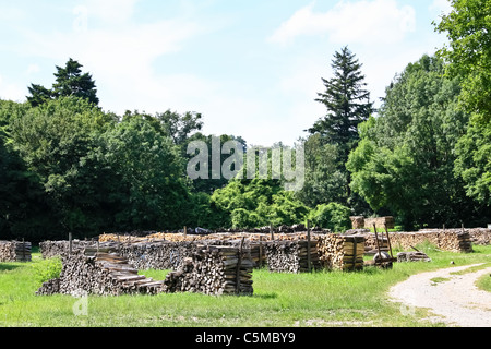 Gestapelten Haufen von Holz in einem Wald in der Nähe von Vienna Stockfoto