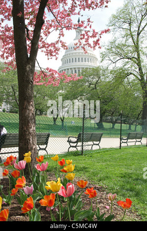 United States Capitol Building Frühling Zeit Washington DC USA Stockfoto