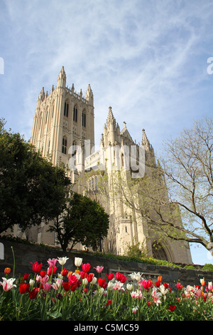 Washington National Cathedral Frühling mit Tulpen Washington DC USA Stockfoto