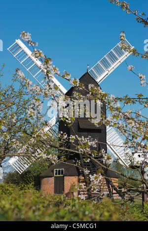 Outwood Windmühle durch die Kirschblüte Stockfoto