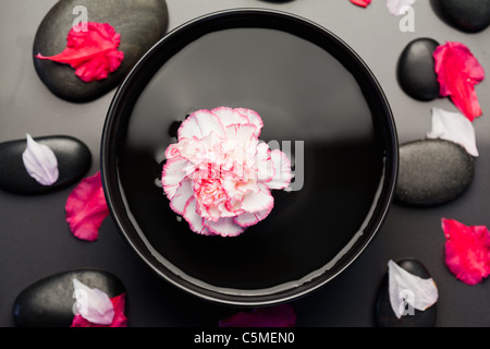 Weiß-rosa Nelke schweben in einer schwarzen Schale umgeben von schwarzen Steinen und Blütenblätter Stockfoto