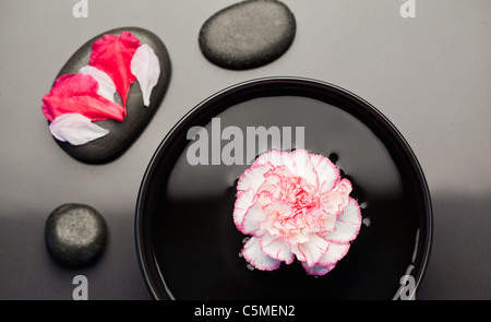 Weiß-rosa Nelke schwimmend auf eine Schüssel mitSchwarzes Steinen um ihn herum und Blütenblätter auf eines der ston Stockfoto