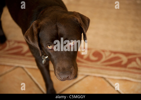 Labrador braun Hund nachschlagen Stockfoto