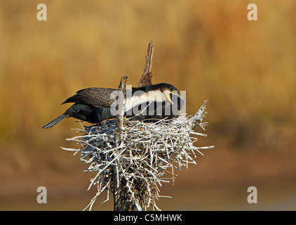 Kormoran Jungen füttert Stockfoto