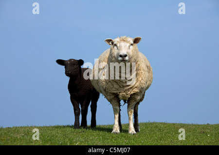 Hausschaf (Ovis Ammon Aries). EWE mit schwarzen Lamm auf einem Deich, Friesland, Norddeutschland. Stockfoto