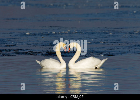 Höckerschwan (Cygnus Olor), ein paar anzeigen. Stockfoto