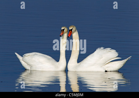 Höckerschwan (Cygnus Olor), ein paar anzeigen. Stockfoto