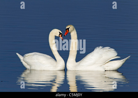 Höckerschwan (Cygnus Olor), ein paar anzeigen. Stockfoto