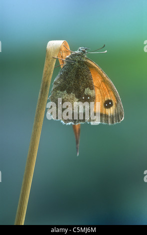 Wiese Brauner Schmetterling Maniola Jurtina Derbyshire Stockfoto