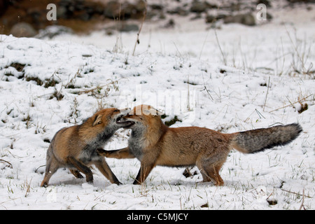 Rotfuchs (Vulpes Vulpes). Zwei Erwachsene kämpfen im Winter. Deutschland Stockfoto