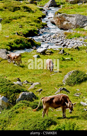 Kühe, Sustenpass, Schweiz Stockfoto