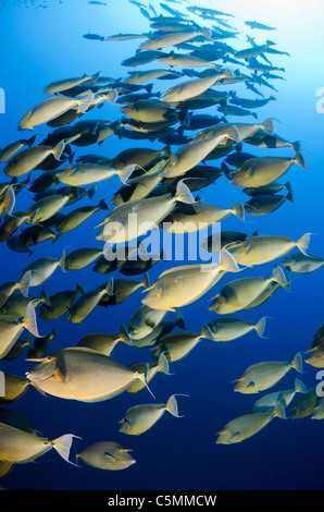 Einhorn Fisch Schulbildung um Ras Mohammed in jährlichen Paarung Saison, Sinai, Ägypten, Rotes Meer Stockfoto