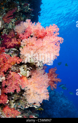 Typischen roten Meer Korallenriff, Straße von Tiran, Rotes Meer, Ägypten Stockfoto