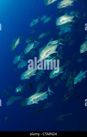 Schulbildung giant Trevally oder Makrelen, Ras Mohammed, Rotes Meer, Ägypten Stockfoto