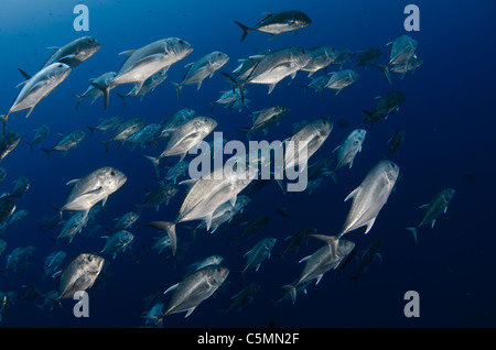 Schulbildung giant Trevally oder Makrelen, Ras Mohammed, Rotes Meer, Ägypten Stockfoto