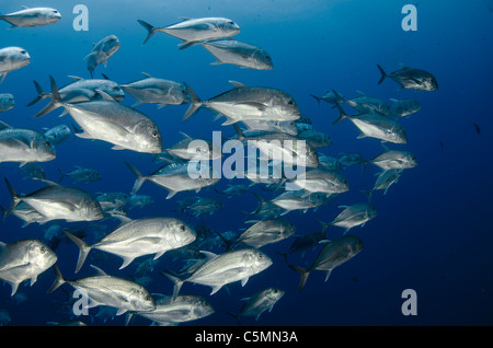 Schulbildung giant Trevally oder Makrelen, Ras Mohammed, Rotes Meer, Ägypten Stockfoto