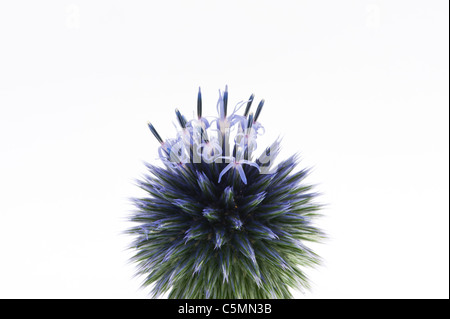 Echinops Ritro Veitchs. Globe Thistle Blütenstand vor einem weißen Hintergrund Stockfoto