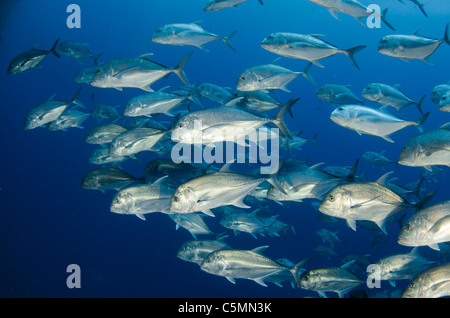 Schulbildung giant Trevally oder Makrelen, Ras Mohammed, Rotes Meer, Ägypten Stockfoto