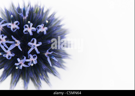 Echinops Ritro Veitchs. Globe Thistle Blütenstand vor einem weißen Hintergrund Stockfoto