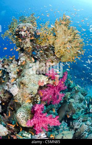 Schönen Korallenriff, Ras Mohammed Nationalpark, Sinai, Ägypten, Rotes Meer Stockfoto