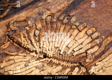 Asche Borkenkäfer; Leperisinus Varius; Muster aus Esche Stockfoto