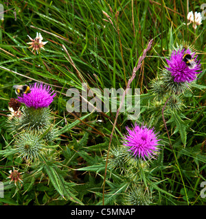 Bienen sammeln Pollen von Distel Blumen Stockfoto