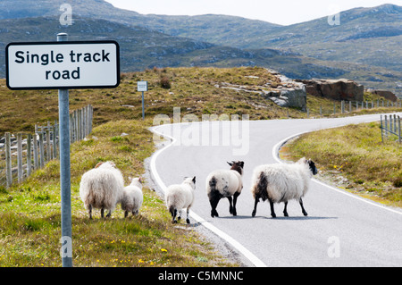 Schafe überqueren einer einspurigen Straße in Schottland. Stockfoto