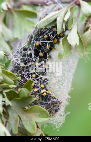 Kaiser-Motte Larve; Saturnia Pavonia; Spinnen einen Kokon Stockfoto