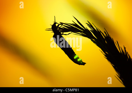 Glow Worm; Lampyris Noctiluca; Weiblich, leuchtet in der Nacht; Cornwall Stockfoto