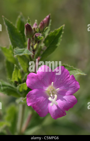 Große Willowherb Epilobium hirsutum Stockfoto