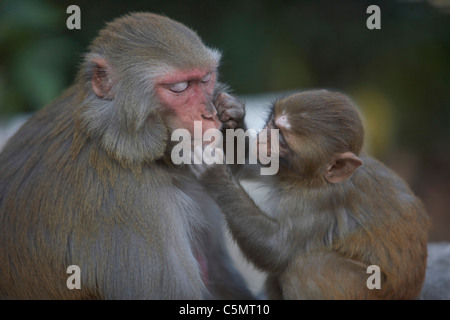 Baby Rhesus-Makaken, Macaca Mulatta Affe Pflege seiner Mutter, Swayambhunath, Kathmandu, Nepal, Asien. Stockfoto